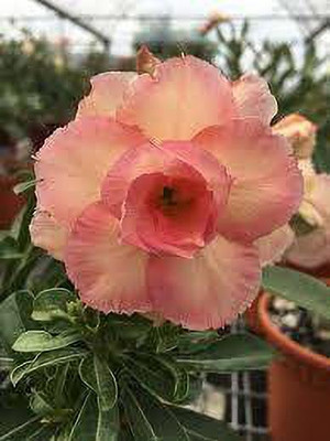 FasonGreen Adenium Plant(Hybrid, Pack of 1)
