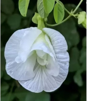 Sundhi Aparajita/ Butterfly Pea Plant(Hybrid, Pack of 1)