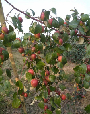My Dream Nursery Ber Apple Plant(Hybrid, Pack of 1)