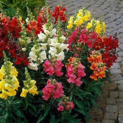 CRGO SNAPDRAGON Seed(55 per packet)