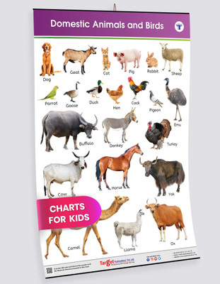 Kids Learning Wall Chart | Domestic Animals & Birds Chart | Chart For Children(Poster, Target Publications)
