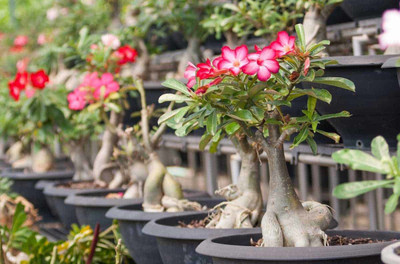 ABC Adenium Plant(Pack of 1)