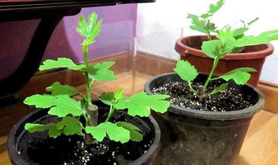 Amazing Gurden Grapes Plant(Hybrid, Pack of 3)