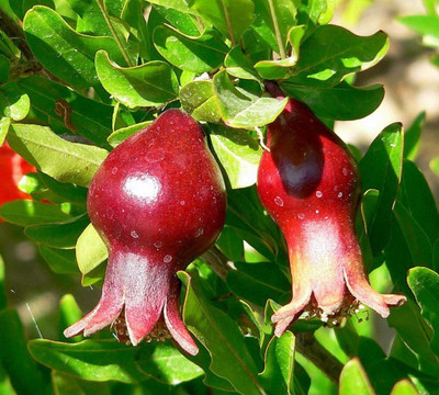 PLaNeTree Pomegranate Plant(Hybrid, Pack of 1)