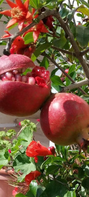 PLaNeTree Pomegranate Plant(Hybrid, Pack of 1)