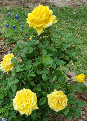 MIDNIGHT MORNING Rose Plant(Hybrid, Pack of 1)