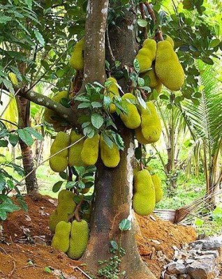 My Dream Nursery Jackfruit Plant Seed(1 per packet)