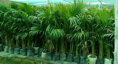 My Dream Nursery Areca Palm(Hybrid, Pack of 1)