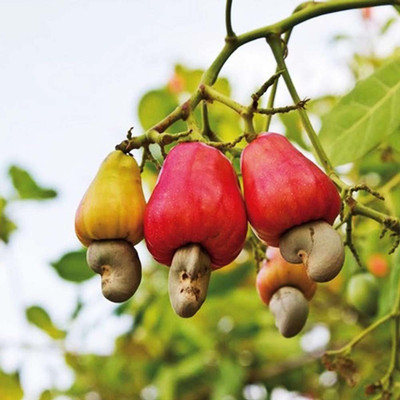 GreenHorizon Cashew Apple Plant(Hybrid, Pack of 1)