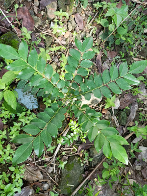 SANGEETS COLLECTION curry leaves tree, curry tree Seed(1 per packet)