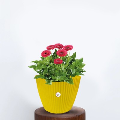 VINSHRA Mega Plastic Flower Pot For Garden/Balcony/Home yellow Plant Container Set(Pack of 2, Plastic)