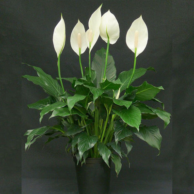 EliteGreen Peace Lily Plant(Hybrid, Pack of 1)