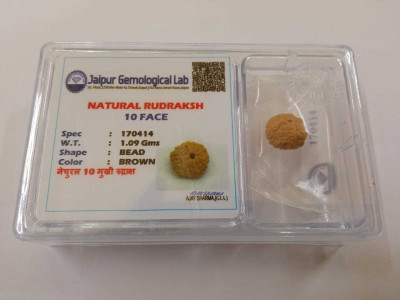 Divine Rudra and Astro Vastu 10 Mukhi Rudraksha Wood