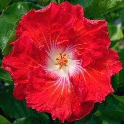GreenyOn Hibiscus Plant(Hybrid, Pack of 1)