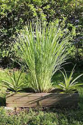 FasonGreen Lemon Grass Plant(Hybrid, Pack of 1)