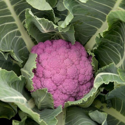 Gromax India Update New Quality Pink Cauliflower Hybrid Vegetable, Seed For Home Garden PKT 40 Seed(40 per packet)