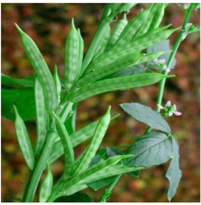 WATIKA Cluster Beans (gawar,guar Phalli,goru chikkudu,kothavara) Seed(1000 per packet)