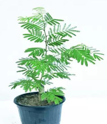 Cloud Farm Shami/Jand Plant(Hybrid, Pack of 1)