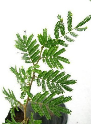 GreenyOn Shami/Jand Plant(Hybrid, Pack of 1)