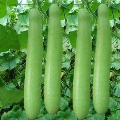 KANAYA Long Bottle Gourd - Calabash-Lauki-Ghiya-Lau Hybrid Vegetable Seed(10 per packet)