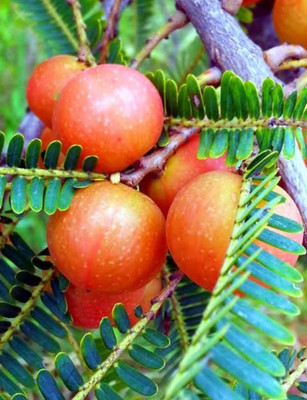 Amla Amla Plant(Hybrid, Pack of 1)