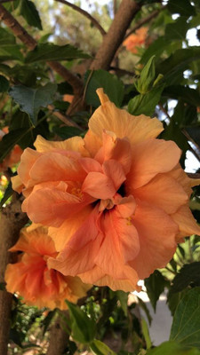 Beautiful Blooms Hibiscus Plant(Hybrid, Pack of 1)