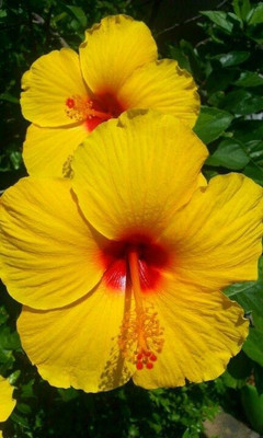 Beautiful Blooms Hibiscus Plant(Hybrid, Pack of 1)