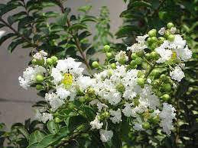 GreenyOn ZZ Plant(Hybrid, Pack of 1)