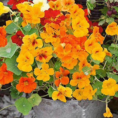 Aywal Nasturtium Seed(13 per packet)