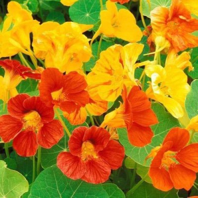 KANAYA Nasturtium Hybrid Flower Seed(45 per packet)