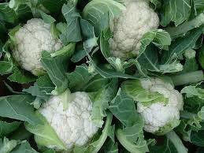 KANAYA Hybrid Cauliflower Seed(150 per packet)