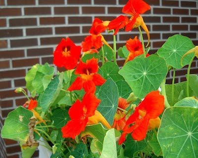 CYBEXIS Nasturtium 'Climbing Mixed' Flower Seeds Seed(50 per packet)