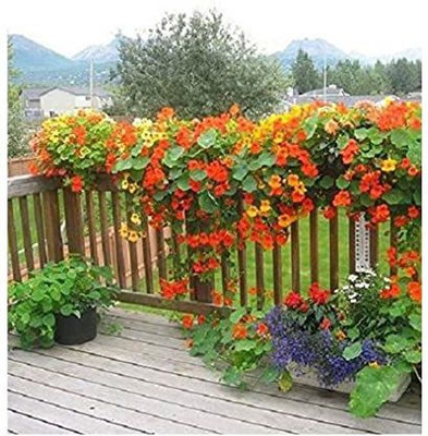 KANAYA Nasturtium Hybrid Flower Seed(10 per packet)