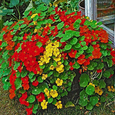 KANAYA Nasturtium Hybrid Flower Seed(15 per packet)