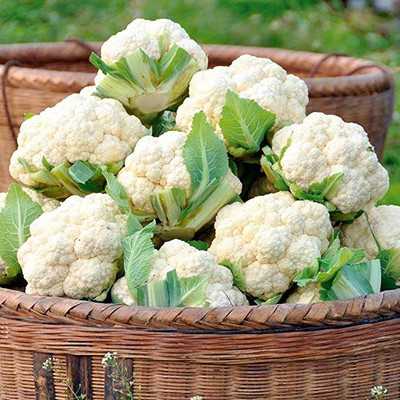 KANAYA Hybrid Phool Gobi Seed(125 per packet)