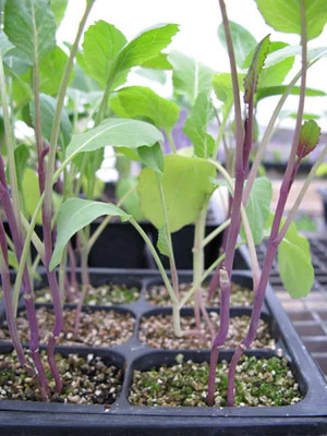 KANAYA Hybrid Cauliflower Seed(150 per packet)