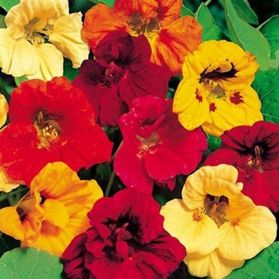 CYBEXIS Nasturtium Flower Seed - Jewel Mix Seed(50 per packet)