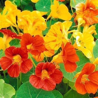 CYBEXIS F1 Hybrid Nasturtium Flower Seeds Seed(50 per packet)