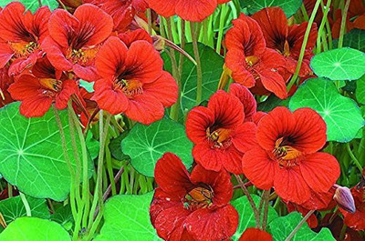 Aywal Nasturtium Mix Color Flower Seed(9 per packet)