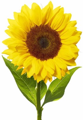 Aywal Sunflower Russian Giant Flower Seeds For Home Gardening Seed(140 per packet)
