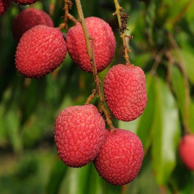 MKR Enterprises Lychee Seed(90 per packet)