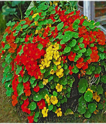 KANAYA Nasturtium Hybrid Flower Seed(40 per packet)