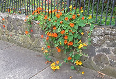 Aywal Nasturtium Double Mix Flower Seed(17 per packet)