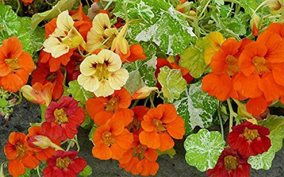 CYBEXIS Nasturtium Alaska Mixed flower seeds Seed(50 per packet)