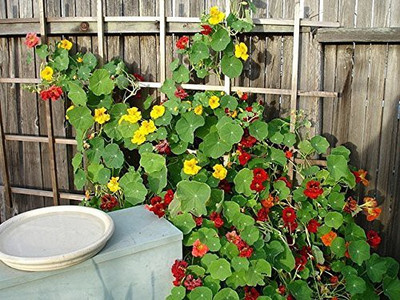 Aywal Nasturtium Seed(37 per packet)