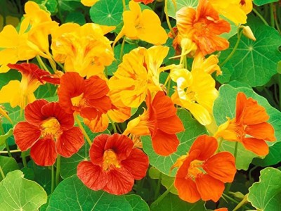 KANAYA Nasturtium Hybrid Flower Seed(50 per packet)