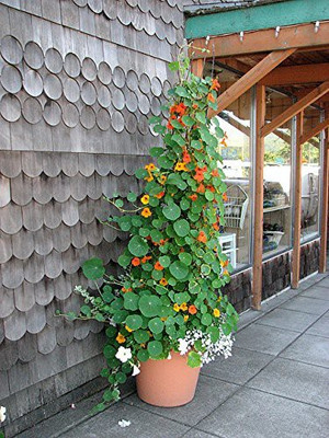 CYBEXIS Nasturtium Best Mix Garden Seeds Seed(1 g)
