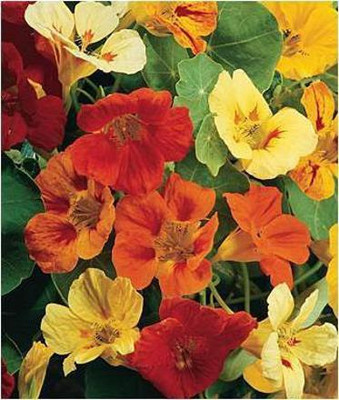 CYBEXIS Nastratium Mixed Seed(50 per packet)