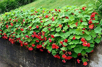 Aywal Nasturtium Mix Color Flower Seed(55 per packet)