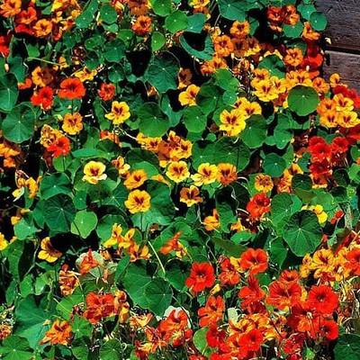 CYBEXIS Nasturtium Flower Seeds Seed(1 g)